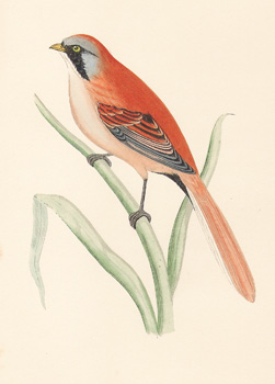 ����������, Gravures, ����������, ���� - ���� - ���