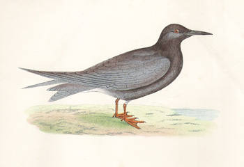 ����������, Gravures, ����������, ���� - ���� - ���