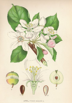 ����������, Gravures, ����������, ���� - ���� - ���