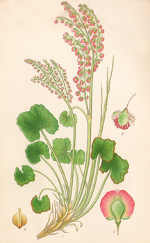 ����������, Gravures, ����������, ���� - ���� - ���