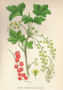 ����������, Gravures, ����������, ���� - ���� - ���